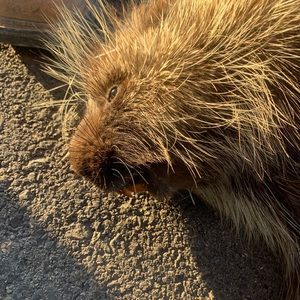 Meet your Posher, Jack